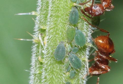 Réf. 285 345 : Aphis urticata